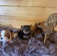 Howie, a male Yorkshire Terrier for sale in Crossville, TN – 5 of 8