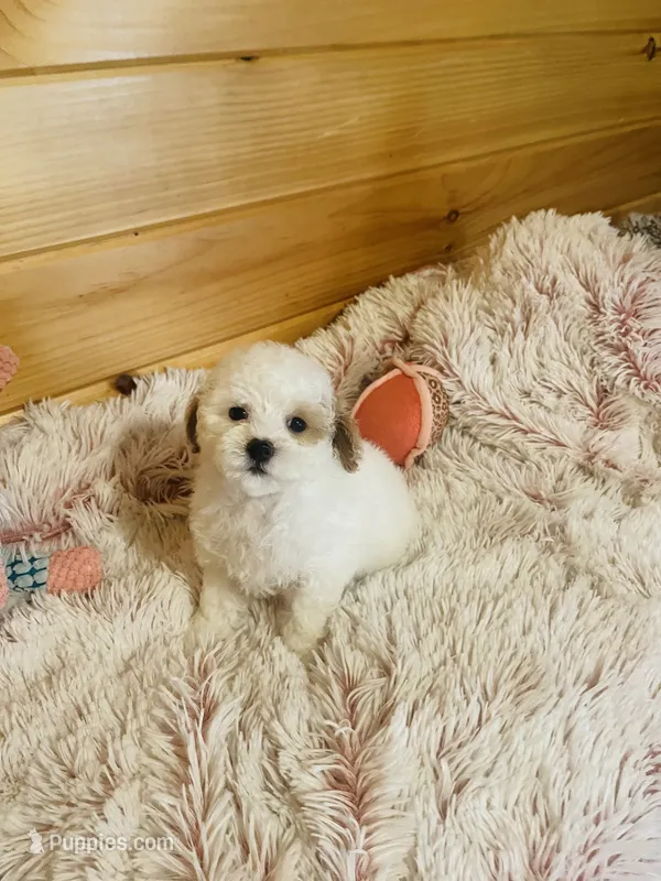 Rachel – Maltipoo puppy for sale in Crossville, TN