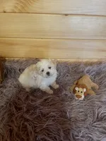 Buster, a male Maltese and Mal Shi for sale in Crossville, TN – 6 of 6