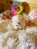 Marla, a female Maltese for sale in Crossville, TN – 5 of 6