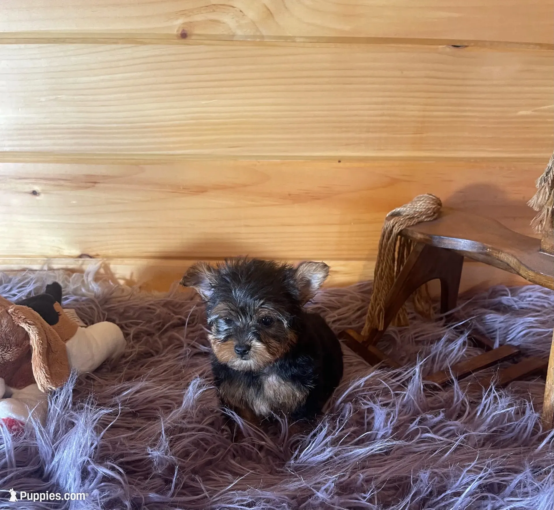 Howie, a male Yorkshire Terrier for sale in Crossville, TN – 1 of 8