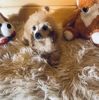 Rowdy, a male Poodle - Toy  for sale in Crossville, TN – 5 of 5