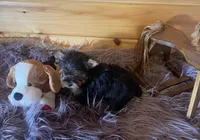 Howie, a male Yorkshire Terrier for sale in Crossville, TN – 6 of 8