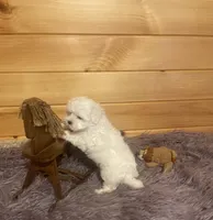 Dexter, a male Maltese and Mal Shi for sale in Crossville, TN – 2 of 6