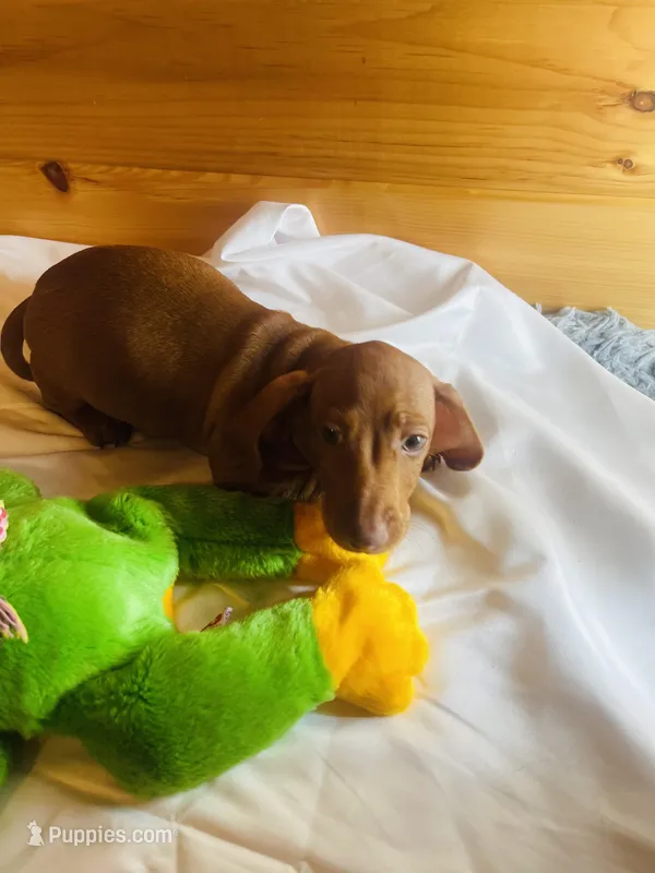 Rufus – Miniature Dachshund puppy for sale in Crossville, TN