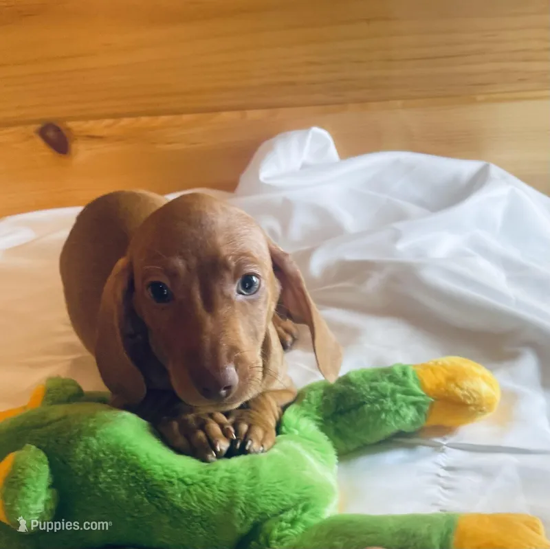 Rufus – Miniature Dachshund puppy for sale in Crossville, TN