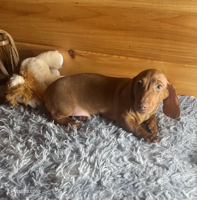 Rufus – Miniature Dachshund puppy for sale in Crossville, TN