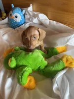 Rufus, a male Miniature Dachshund for sale in Crossville, TN – Photo 1 of 9