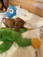 Rufus, a male Miniature Dachshund for sale in Crossville, TN – Photo 8 of 9