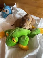 Rufus, a male Miniature Dachshund for sale in Crossville, TN – Photo 2 of 9