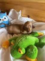 Rufus, a male Miniature Dachshund for sale in Crossville, TN – Photo 4 of 9