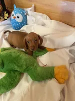 Rufus, a male Miniature Dachshund for sale in Crossville, TN – Photo 7 of 9