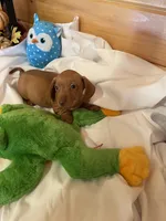 Rufus, a male Miniature Dachshund for sale in Crossville, TN – Photo 9 of 9