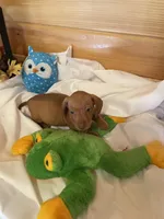 Rufus, a male Miniature Dachshund for sale in Crossville, TN – Photo 5 of 9