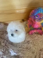 Molly, a female Maltipoo for sale in Crossville, TN – 5 of 7
