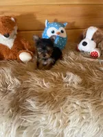 Jess, a male Yorkshire Terrier for sale in Crossville, TN – 3 of 6