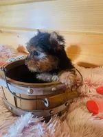Chantilly, a female Yorkshire Terrier for sale in Crossville, TN – 5 of 6