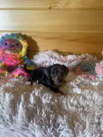 Trish, a female Miniature Dachshund for sale in Crossville, TN – 6 of 6
