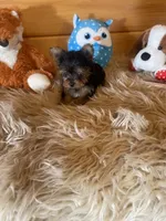 Jess, a male Yorkshire Terrier for sale in Crossville, TN – 2 of 6