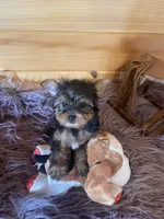 Howie, a male Yorkshire Terrier for sale in Crossville, TN – 4 of 8