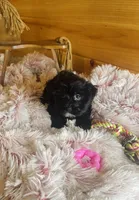 Pepper, a female Morkie for sale in Crossville, TN – Photo 1 of 5