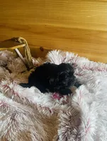 Pepper, a female Morkie for sale in Crossville, TN – Photo 4 of 5