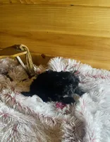 Pepper, a female Morkie for sale in Crossville, TN – Photo 3 of 5