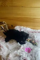 Pepper, a female Morkie for sale in Crossville, TN – Photo 2 of 5