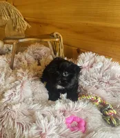 Pepper, a female Morkie for sale in Crossville, TN – Photo 5 of 5