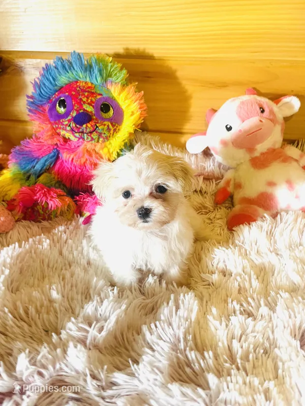 Marla – Maltese puppy for sale in Crossville, TN