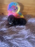 Star, a female Yorkipoo and Yorkshire Terrier for sale in Crossville, TN – 2 of 6