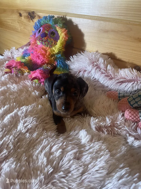 Trish – Miniature Dachshund puppy for sale in Crossville, TN