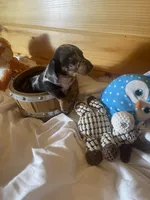 Dagger, a male Miniature Dachshund for sale in Crossville, TN – 4 of 7