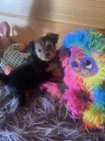 Duchess , a female Morkie for sale in Crossville, TN – 3 of 7