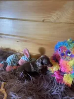 Delilah, a female Miniature Dachshund for sale in Crossville, TN – 3 of 7