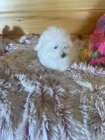 Molly, a female Maltipoo for sale in Crossville, TN – 4 of 7