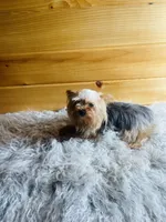 Soju, a female Yorkshire Terrier for sale in Crossville, TN – 3 of 3