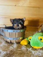 Max, a male Yorkshire Terrier for sale in Crossville, TN – 2 of 8
