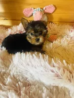 Holly, a female Yorkshire Terrier for sale in Crossville, TN – 7 of 8