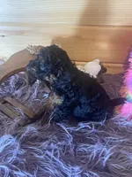Pepe, a male Yorkipoo and Yorkshire Terrier for sale in Crossville, TN – 5 of 8