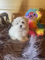 Heidi, a female Maltese and Mal Shi for sale in Crossville, TN – 6 of 6