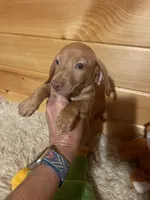 Devon, a male Miniature Dachshund for sale in Crossville, TN – 3 of 9