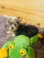 Spike, a male Yorkshire Terrier for sale in Crossville, TN – 6 of 6