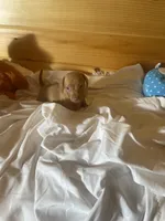 Devon, a male Miniature Dachshund for sale in Crossville, TN – 4 of 6