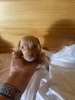 Devon, a male Miniature Dachshund for sale in Crossville, TN – 3 of 6