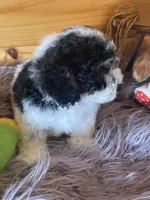 Gator , a male Yorkipoo and Yorkshire Terrier for sale in Crossville, TN – 6 of 6