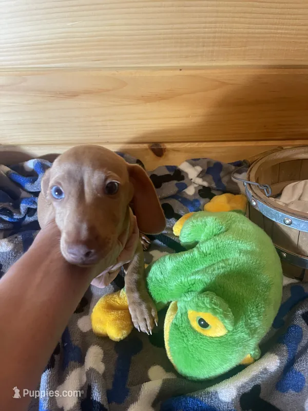 Devon – Miniature Dachshund puppy for sale in Crossville, TN