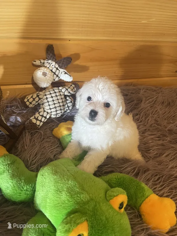 Max – Yorkipoo, Yorkshire Terrier puppy for sale in Crossville, TN