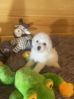 Max, a male Yorkipoo and Yorkshire Terrier for sale in Crossville, TN – 4 of 6