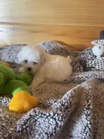 Patches, a male Maltipoo for sale in Crossville, TN – 5 of 6